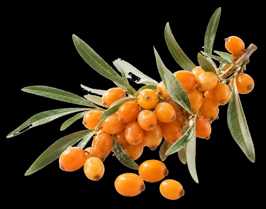 Ripe orange sea buckthorn berries clustered along the branch
